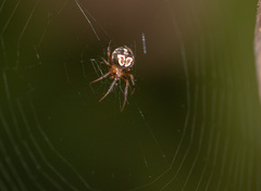 Araneus pegnia