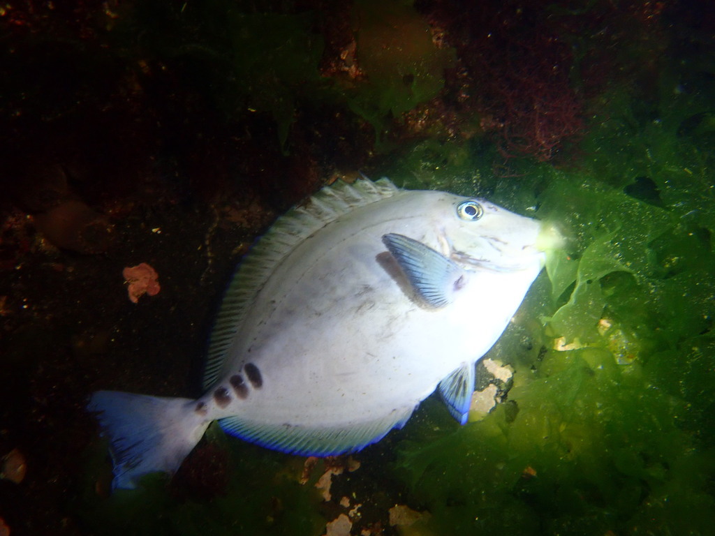 Scalpel sawtail (Prionurus scalprum) — Acanthuridae