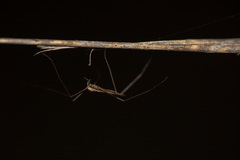 Diptera