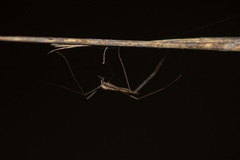 Diptera