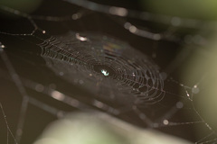 Araneidae