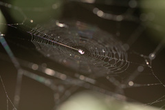 Araneidae