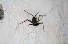 Amblypygi