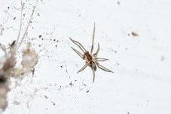 Araneae