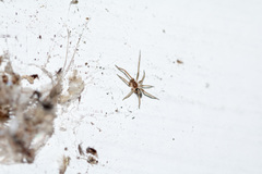 Araneae