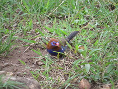 Granatina ianthinogaster