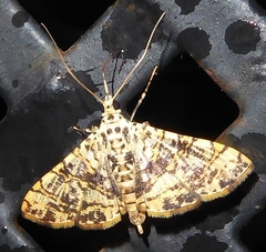 Glyphodes caesalis
