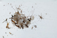Araneae
