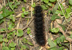Lepidoptera