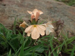 Crossandra