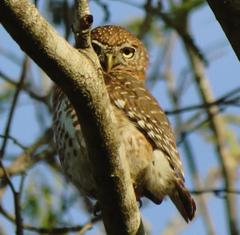 Glaucidium siju