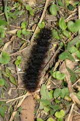 Lepidoptera