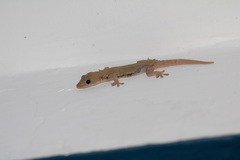 Hemidactylus frenatus