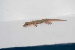 Hemidactylus frenatus