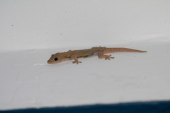 Hemidactylus frenatus