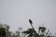 Patagioenas flavirostris