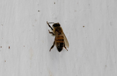Apis mellifera