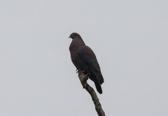 Patagioenas flavirostris