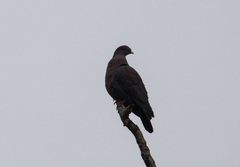 Patagioenas flavirostris