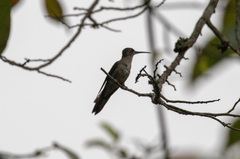 Pampa curvipennis