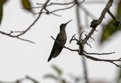 Pampa curvipennis