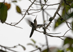 Pampa curvipennis