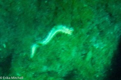 Hermodice carunculata