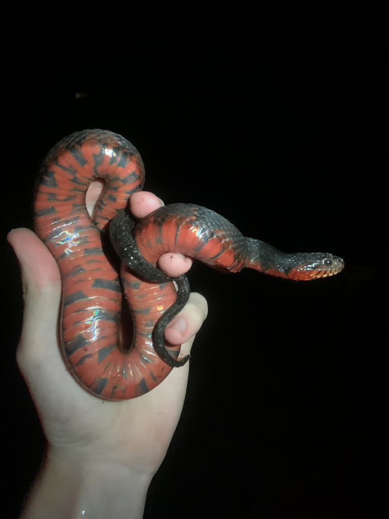 Banded Watersnake in July 2021 by Benjamin Genter · iNaturalist