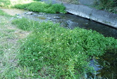Nasturtium microphyllum