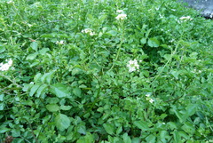 Nasturtium microphyllum