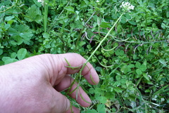 Nasturtium microphyllum