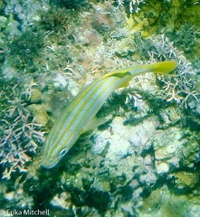 Haemulon carbonarium