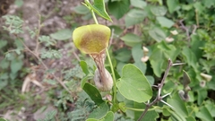 Aristolochia argentina