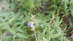 Salvia cuspidata