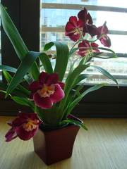 Miltoniopsis