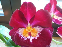 Miltoniopsis