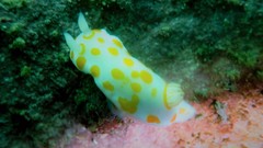 Goniobranchus tasmaniensis