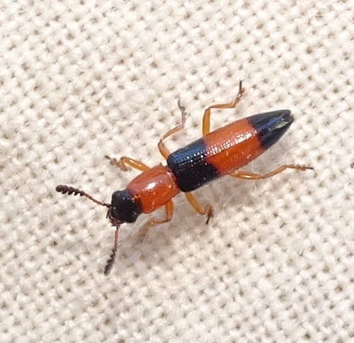 Languria trifasciata Say, 1823