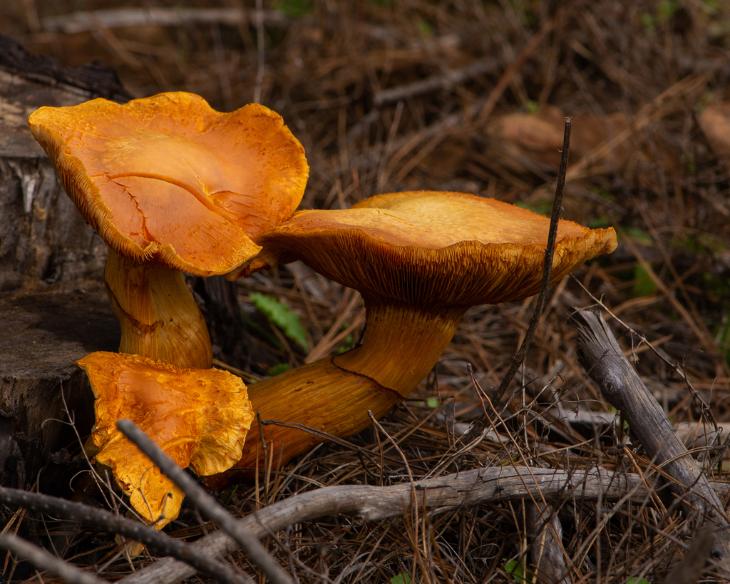Gymnopilus junonius