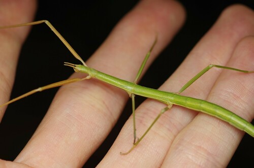 French stick insect photo 5