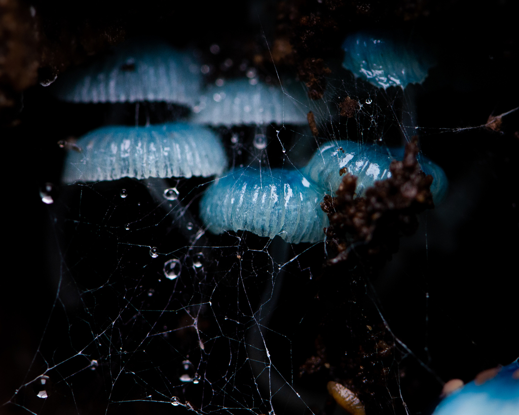 Mycena cyanocephala · July 2023 · photo: © niboldus (iNaturalist, cc-by)