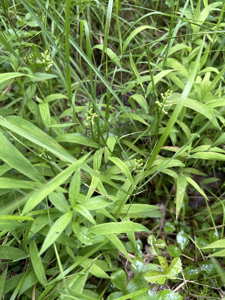 Platanthera clavellata