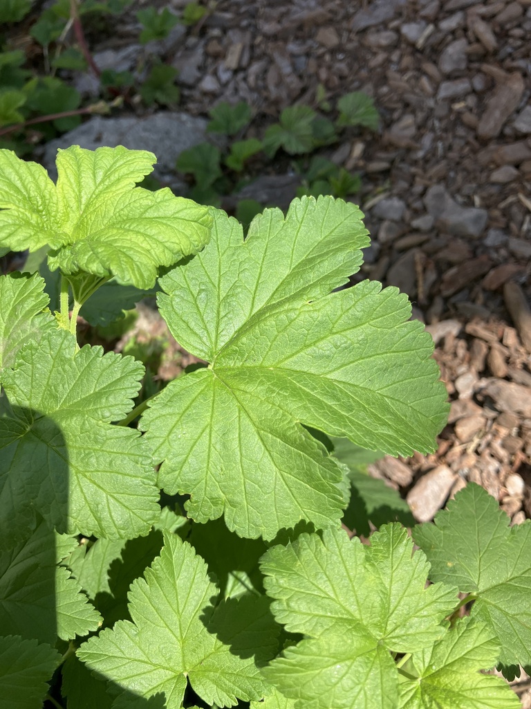 Maple currant from Mt. Hood Park Division Recreation Area, Mount Hood