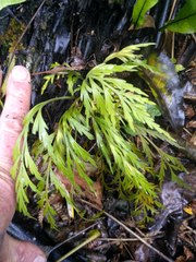 Asplenium flaccidum flaccidum