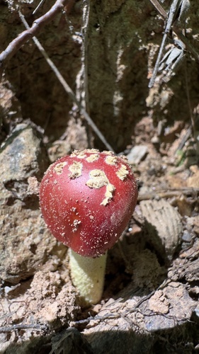 Fonta Flora Trail