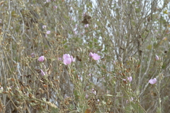 Malacothamnus fasciculatus nuttallii