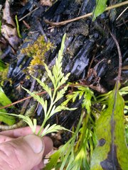 Asplenium flaccidum flaccidum