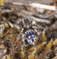 Maratus harrisi