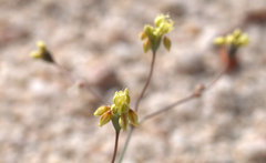Eriogonum reniforme