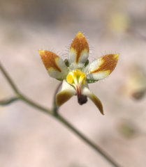 Nemacladus rubescens